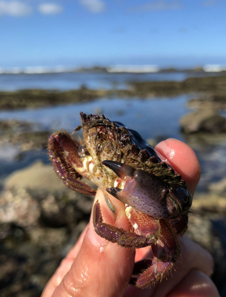 Red Rock Crab